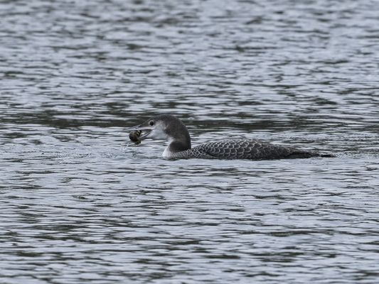 Junger Eistaucher mit Beute
