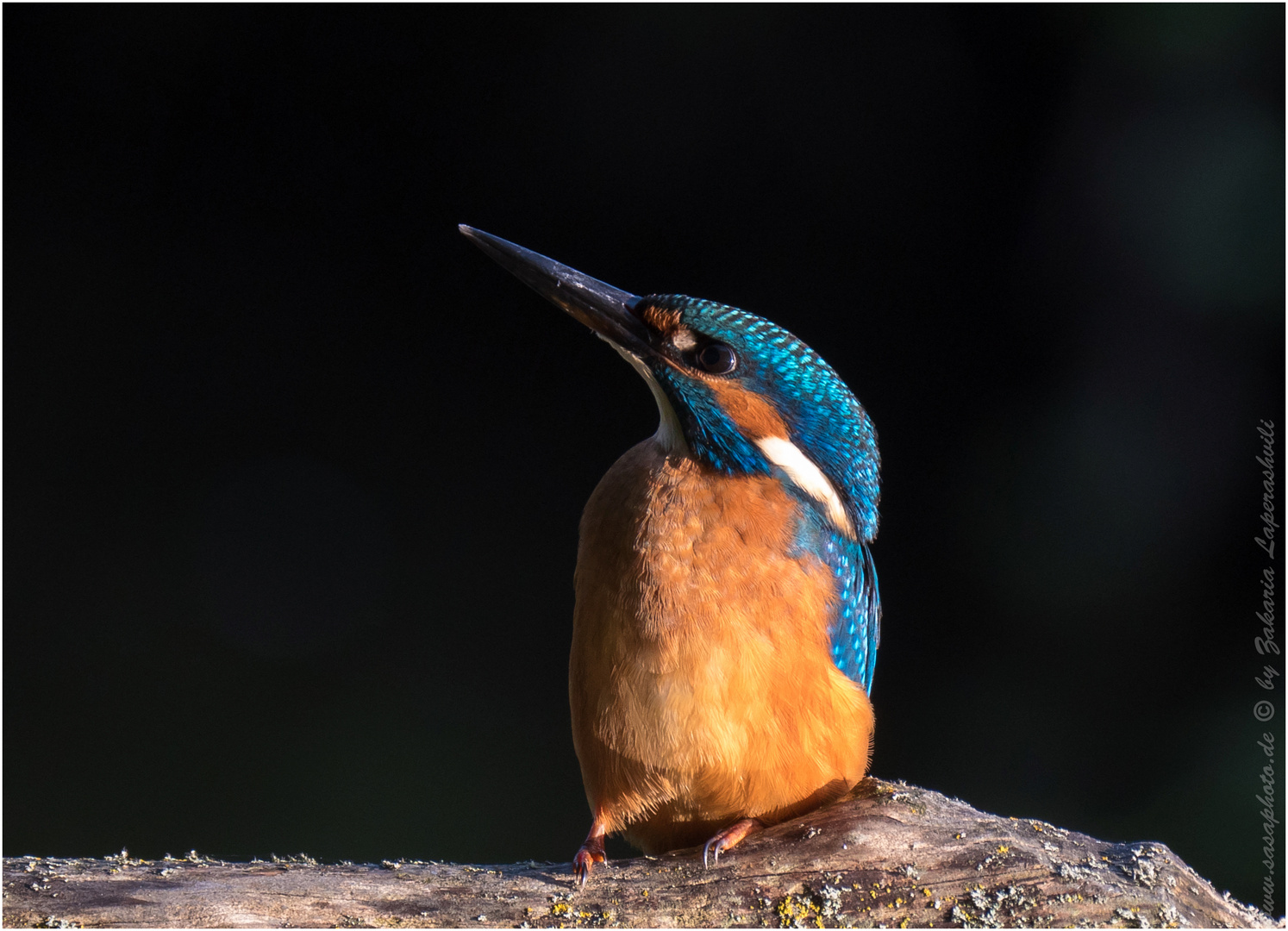 Junger Eisvogel