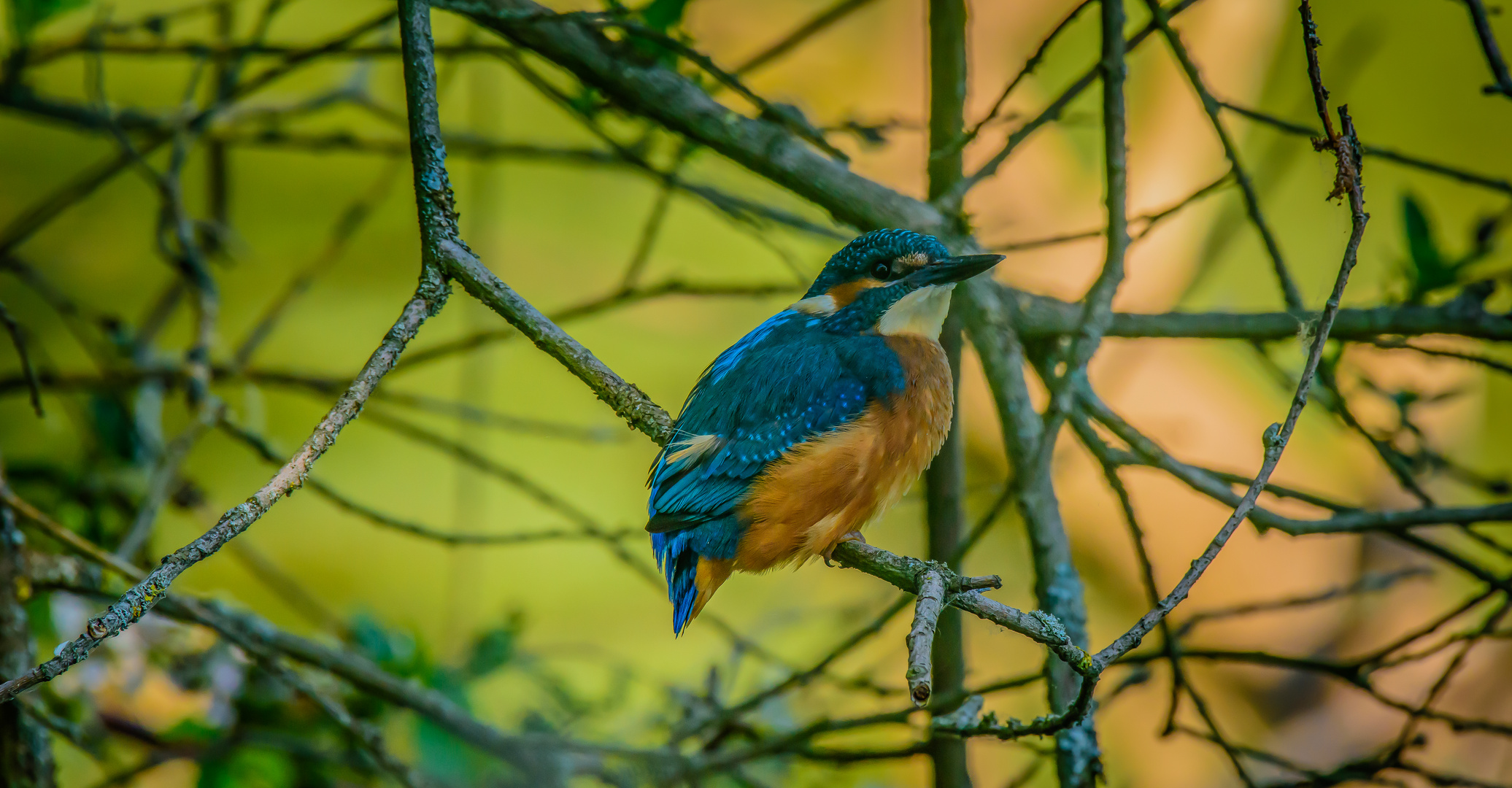 Junger Eisvogel