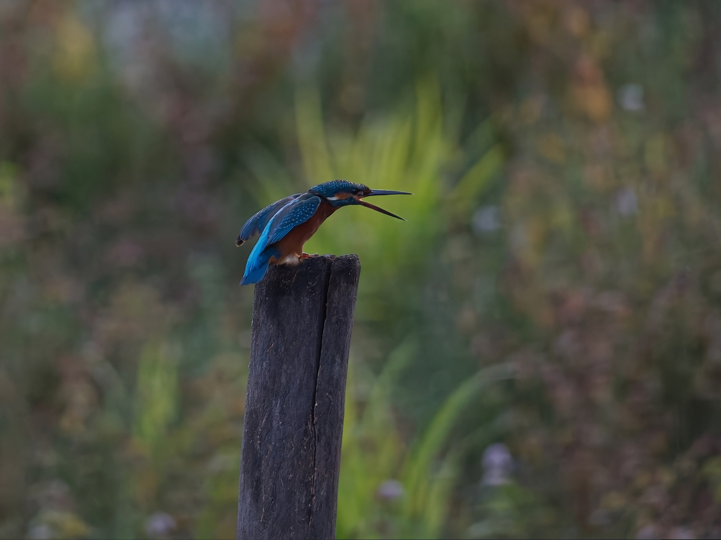 Junger Eisvogel