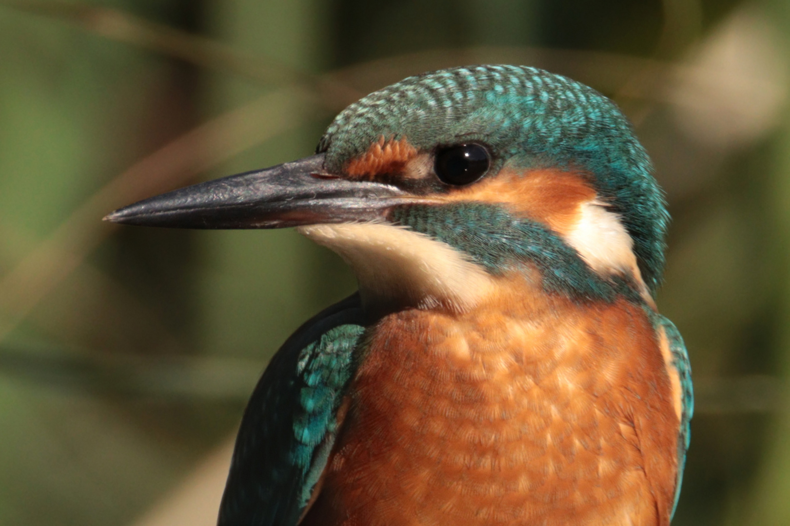 Junger Eisvogel