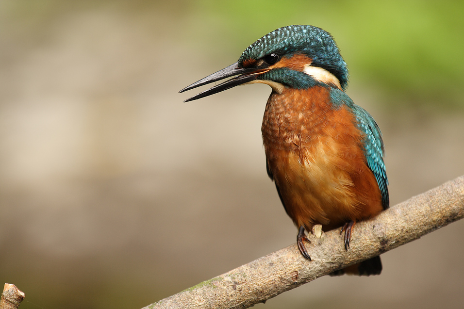 Junger Eisvogel