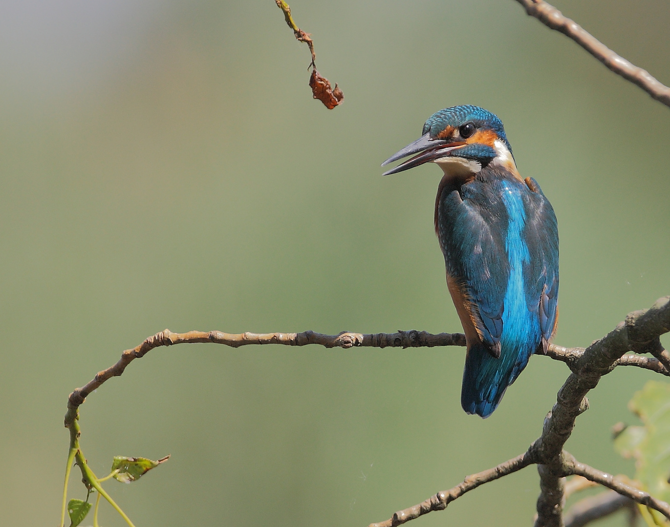 junger Eisvogel 2014