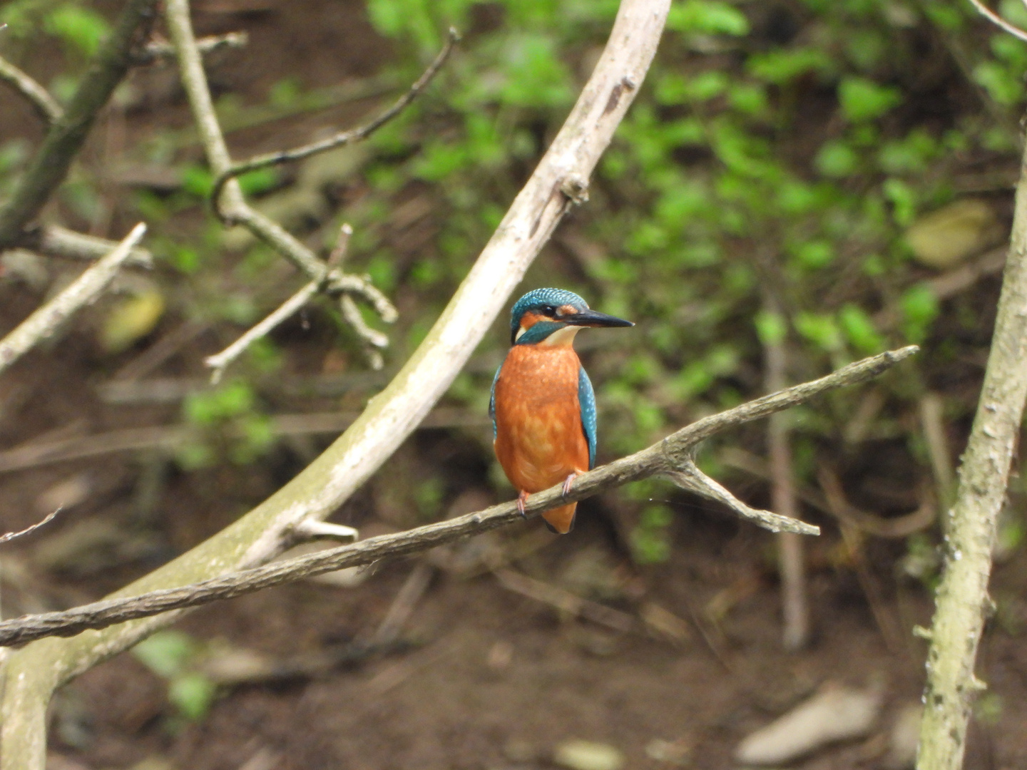 junger Eisvogel