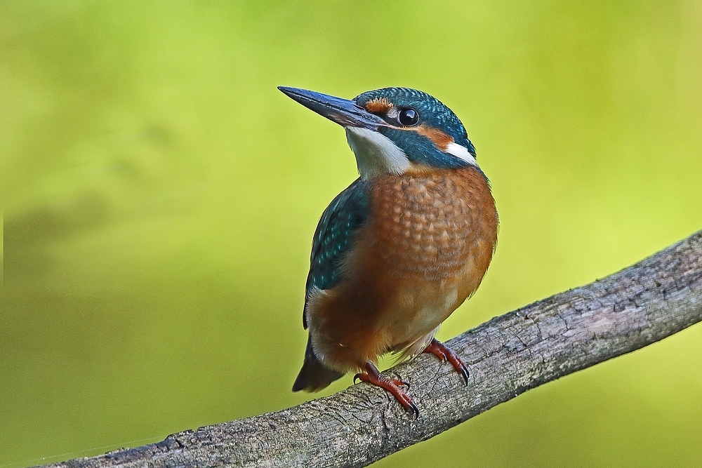 Junger Eisvogel