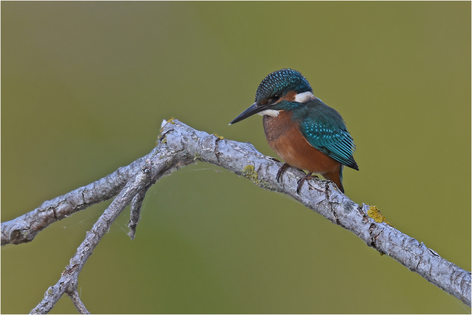 Junger Eisvogel 