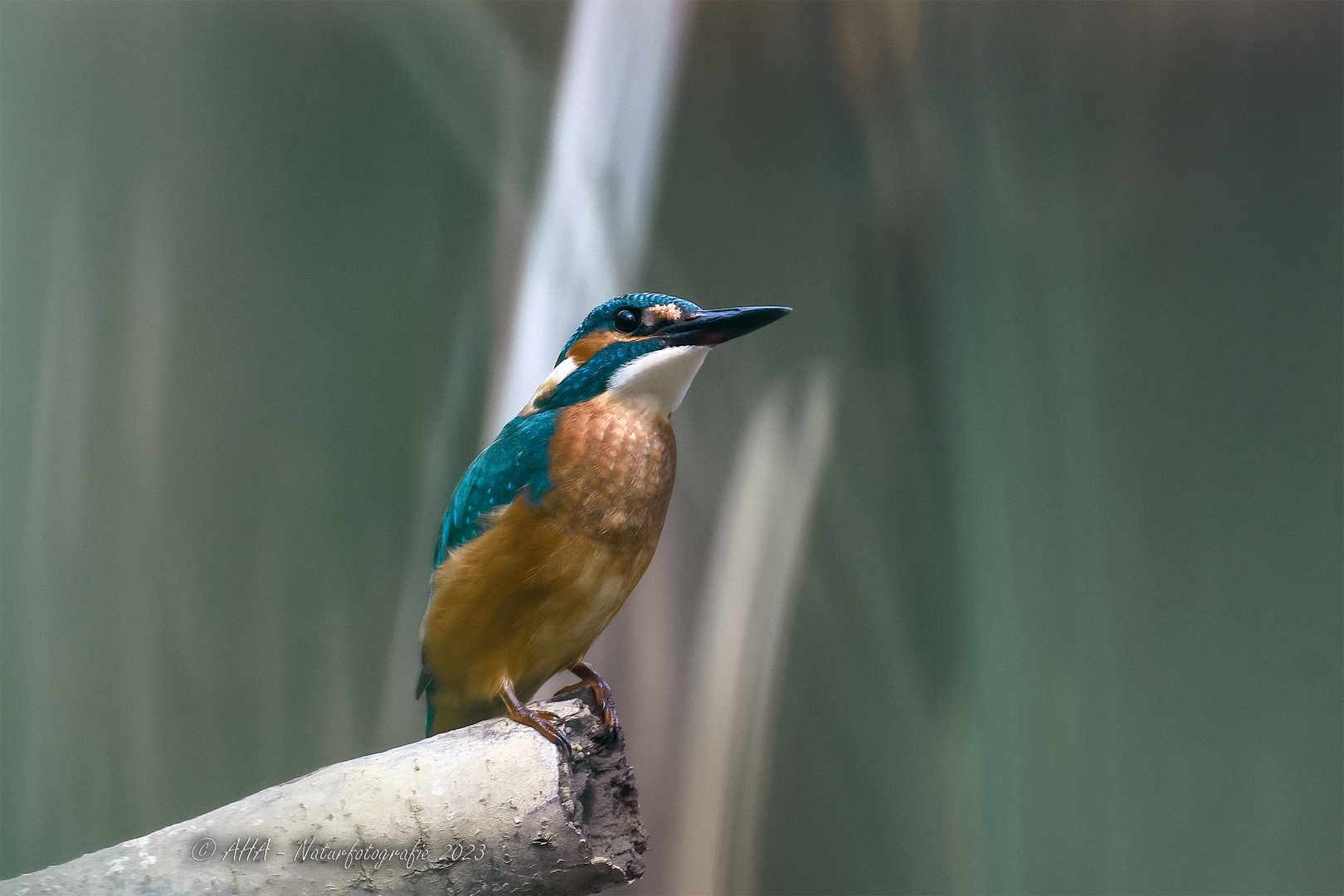 Junger Eisvogel