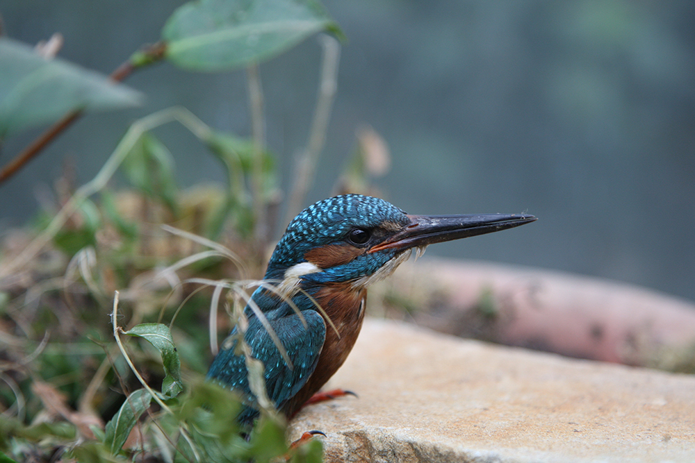 junger eisvogel