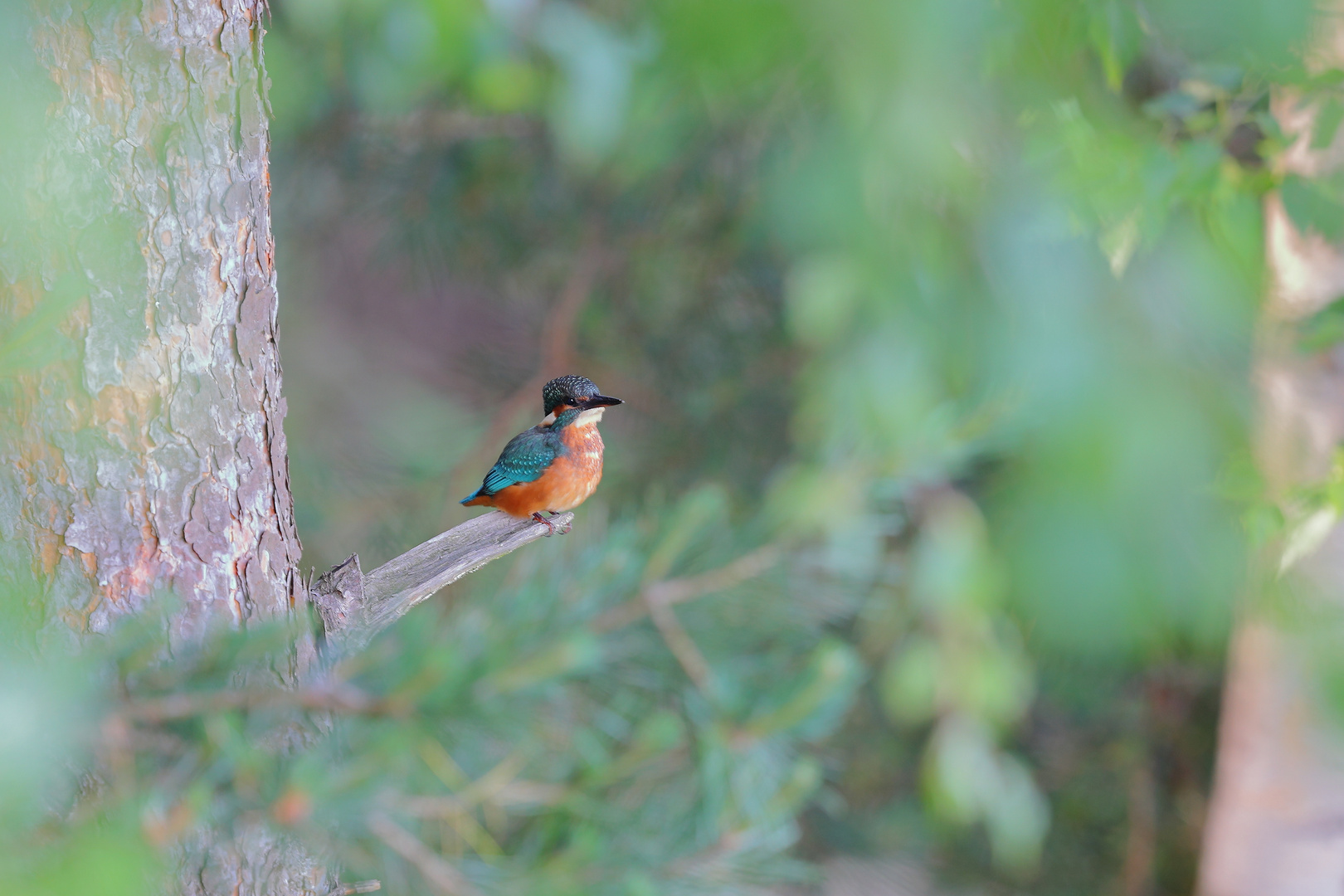 junger Eisvogel