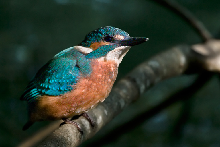 Junger Eisvogel