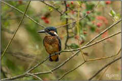 Junger Eisvogel