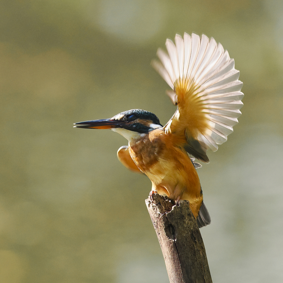 junger Eisvogel