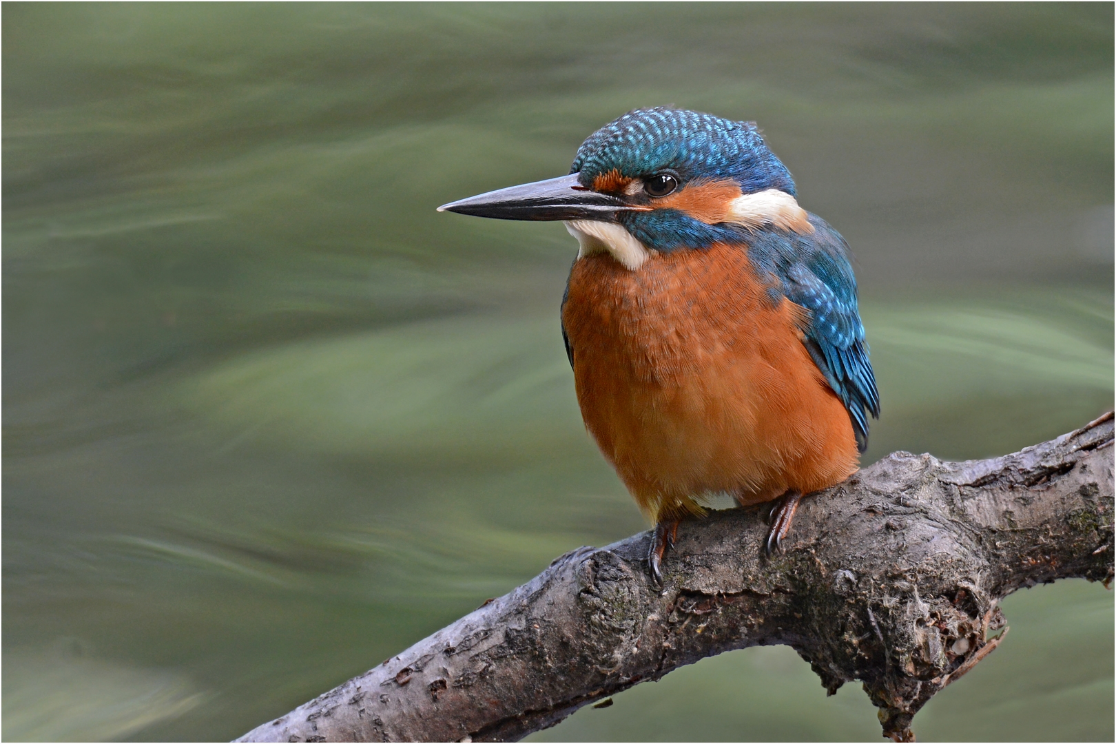 Junger Eisvogel