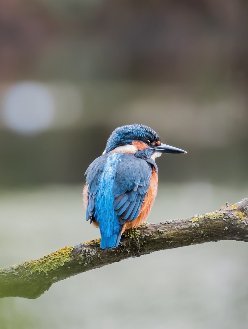 Junger Eisvogel