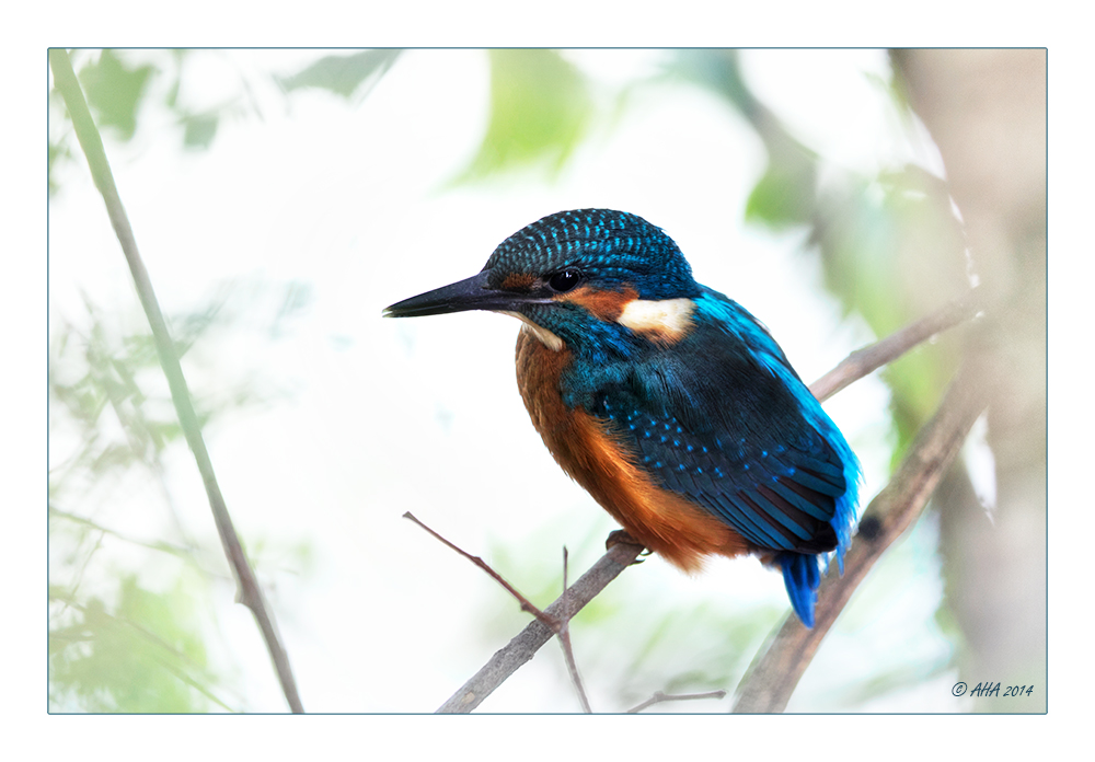 Junger Eisvogel