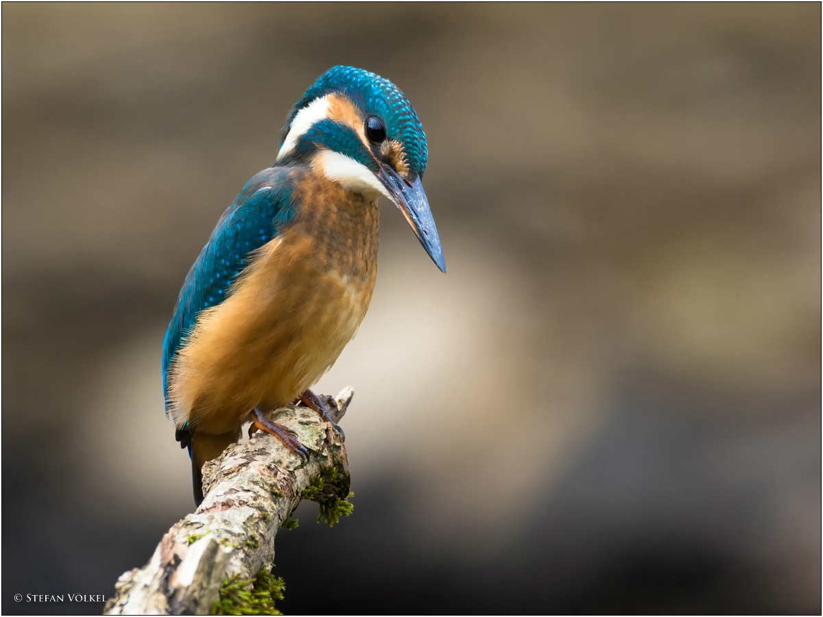 Junger Eisvogel