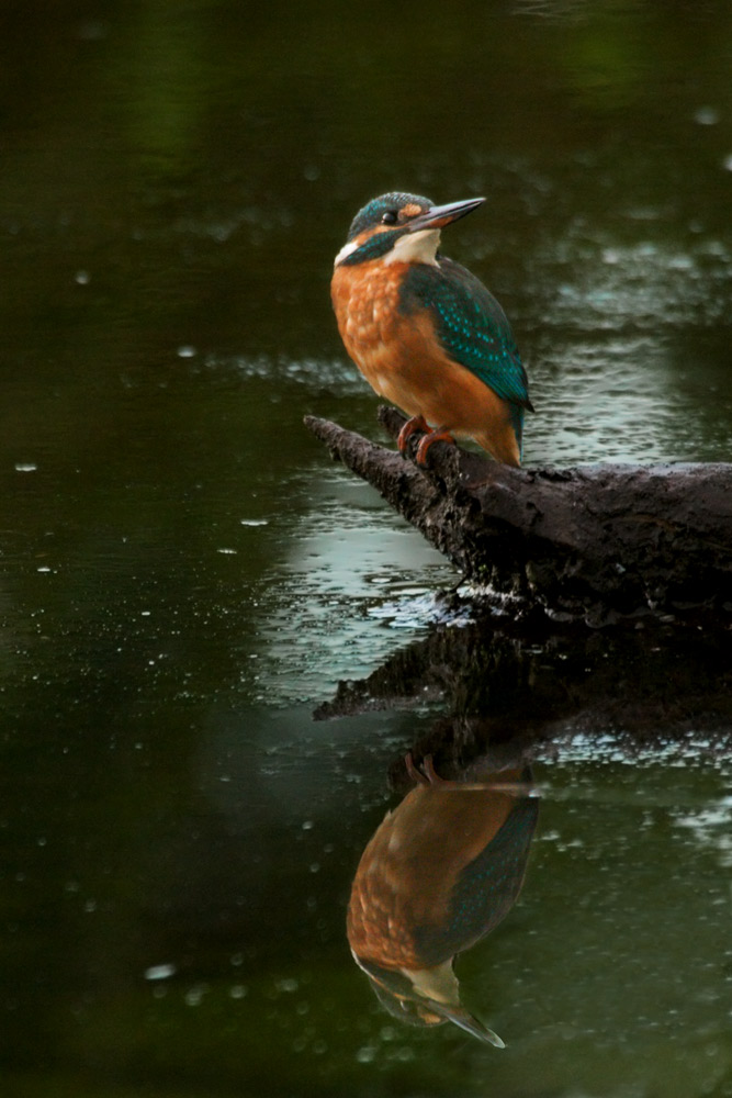 Junger Eisvogel