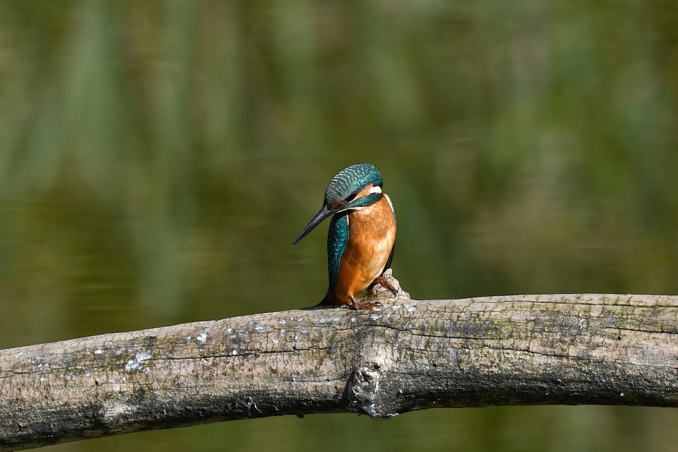  junger Eisvogel