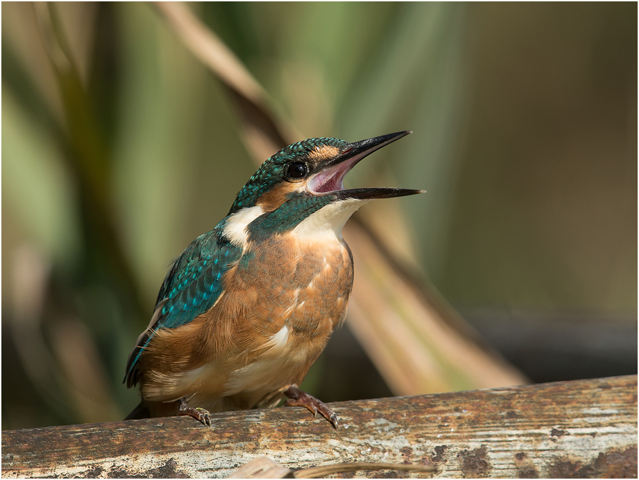 Junger Eisvogel