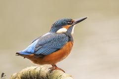 junger Eisvogel