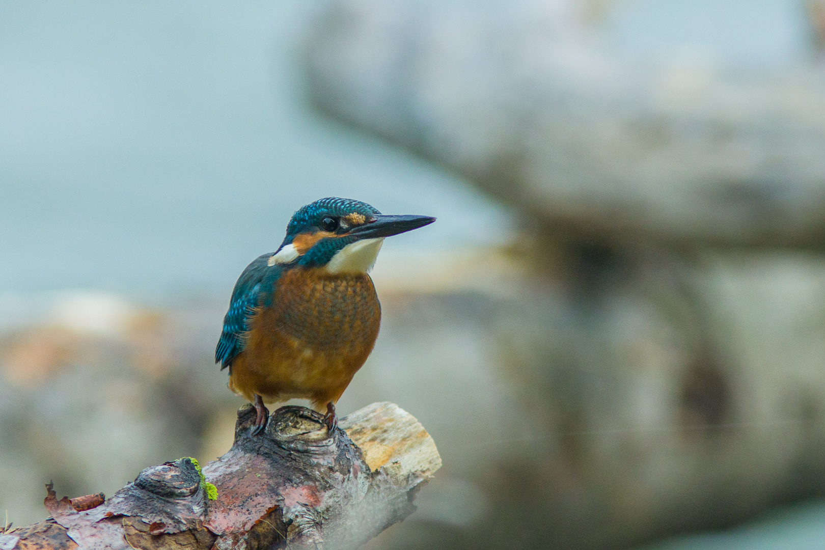 junger Eisvogel