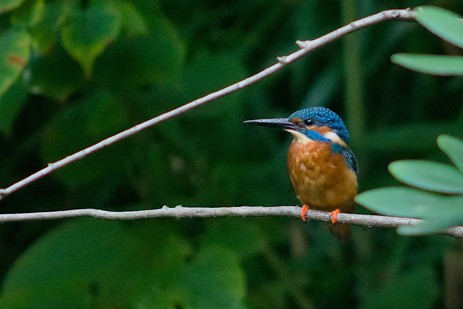 junger Eisvogel