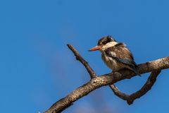 junger Eisvogel