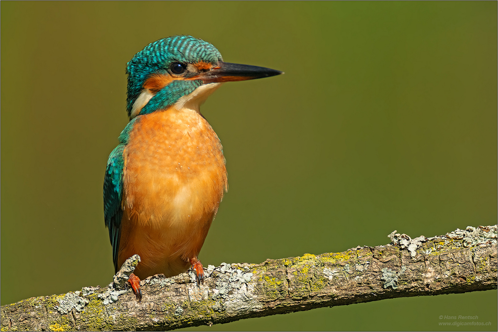 Junger Eisvogel