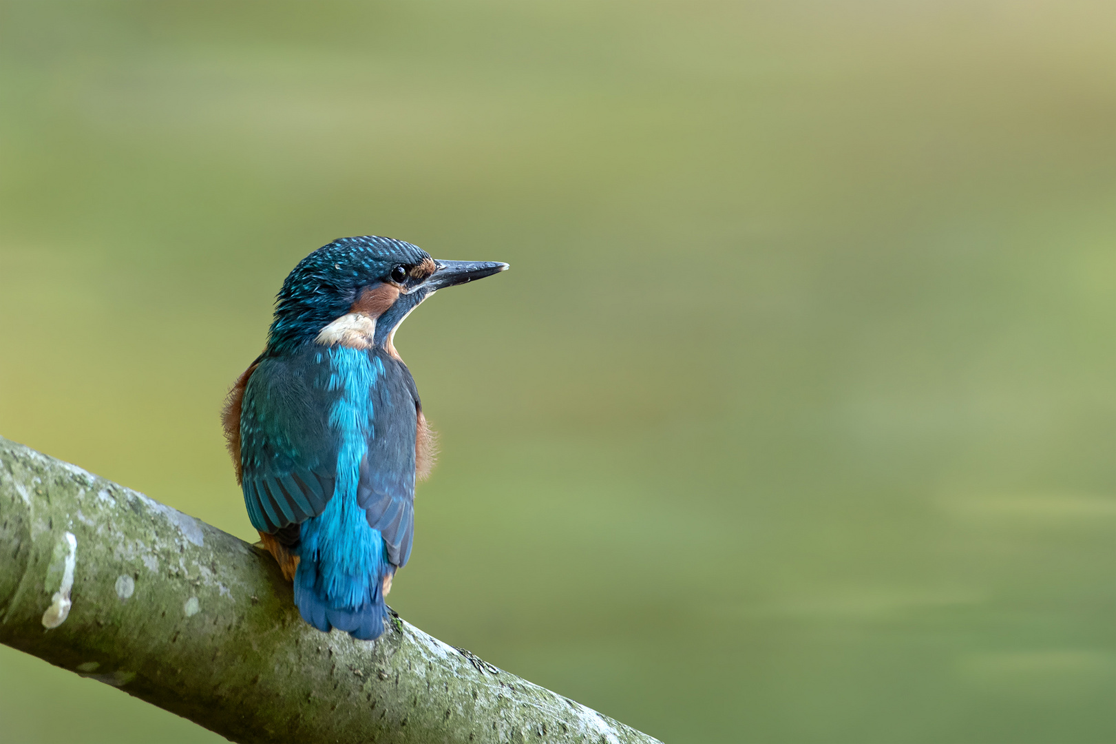 Junger Eisvogel 