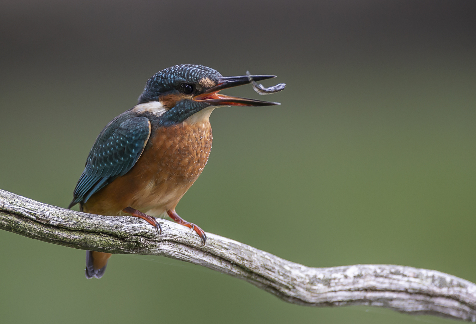 Junger Eisvogel