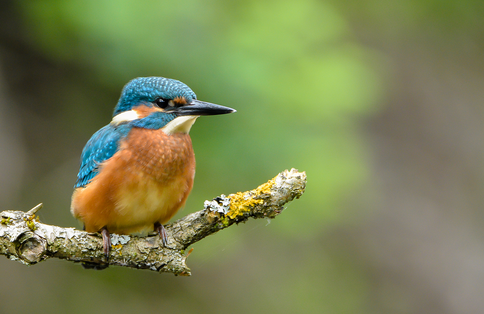 junger Eisvogel