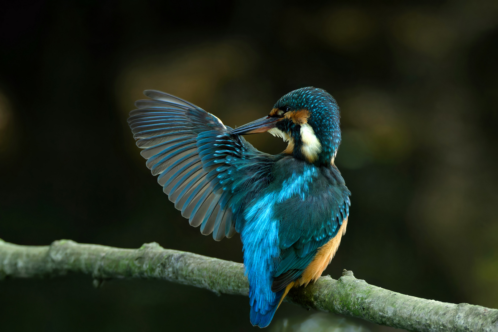 Junger Eisvogel  (Alcedo atthis) - Gefiederpflege