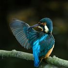 Junger Eisvogel  (Alcedo atthis) - Gefiederpflege