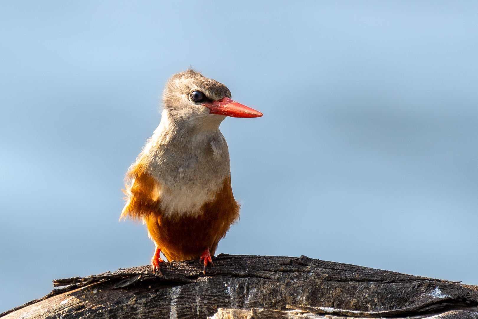 Junger Eisvogel am Viktoriasee