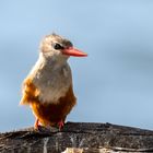 Junger Eisvogel am Viktoriasee