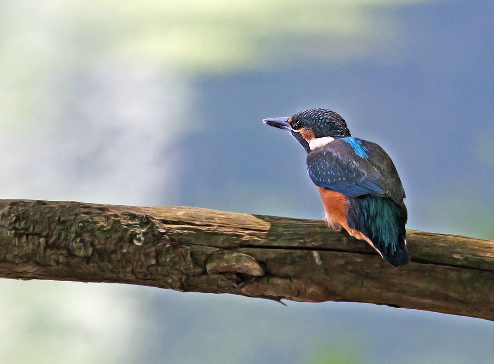 Junger Eisvogel auf Endeckungsreise