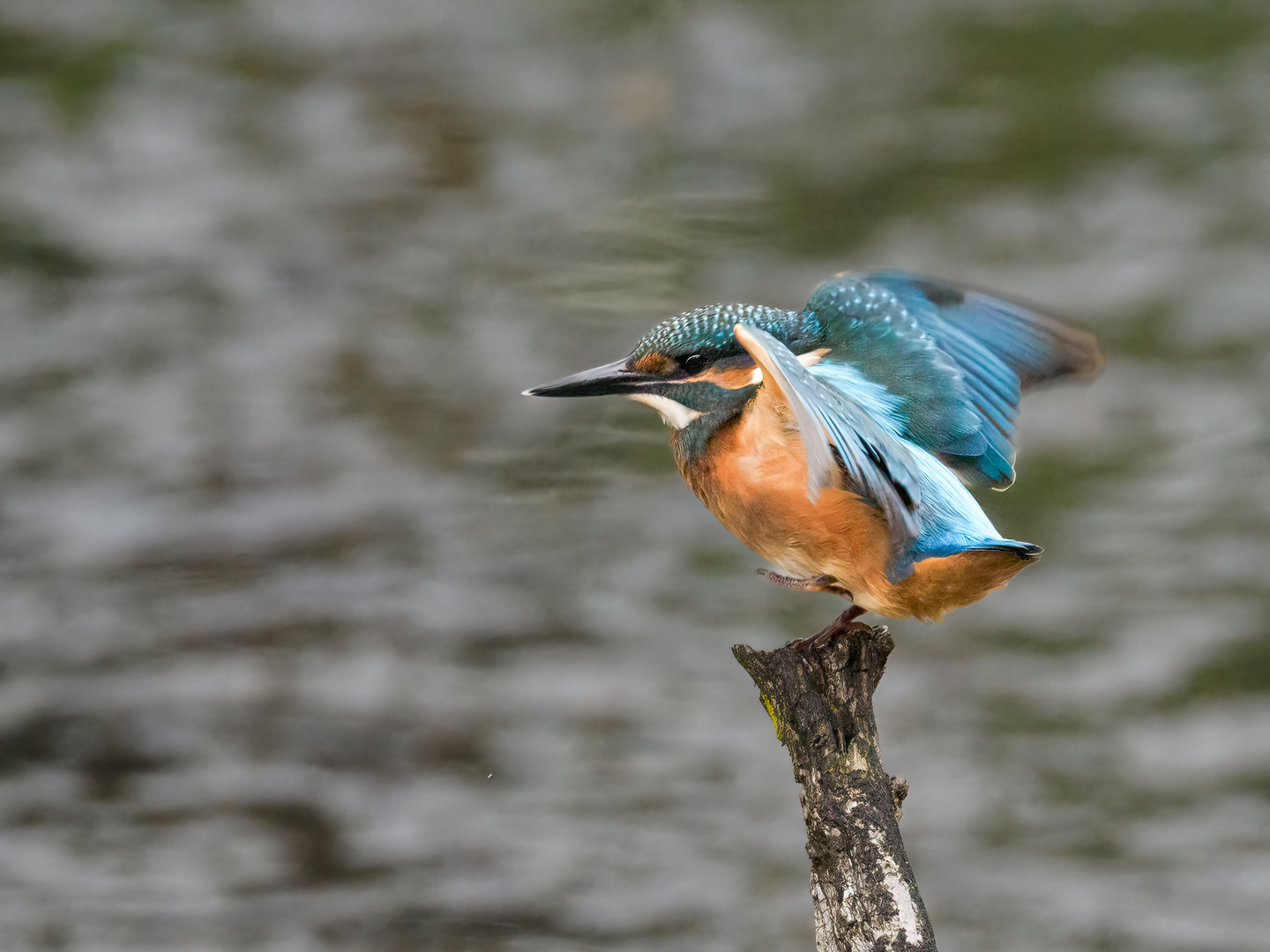 Junger Eisvogel (August ´21)