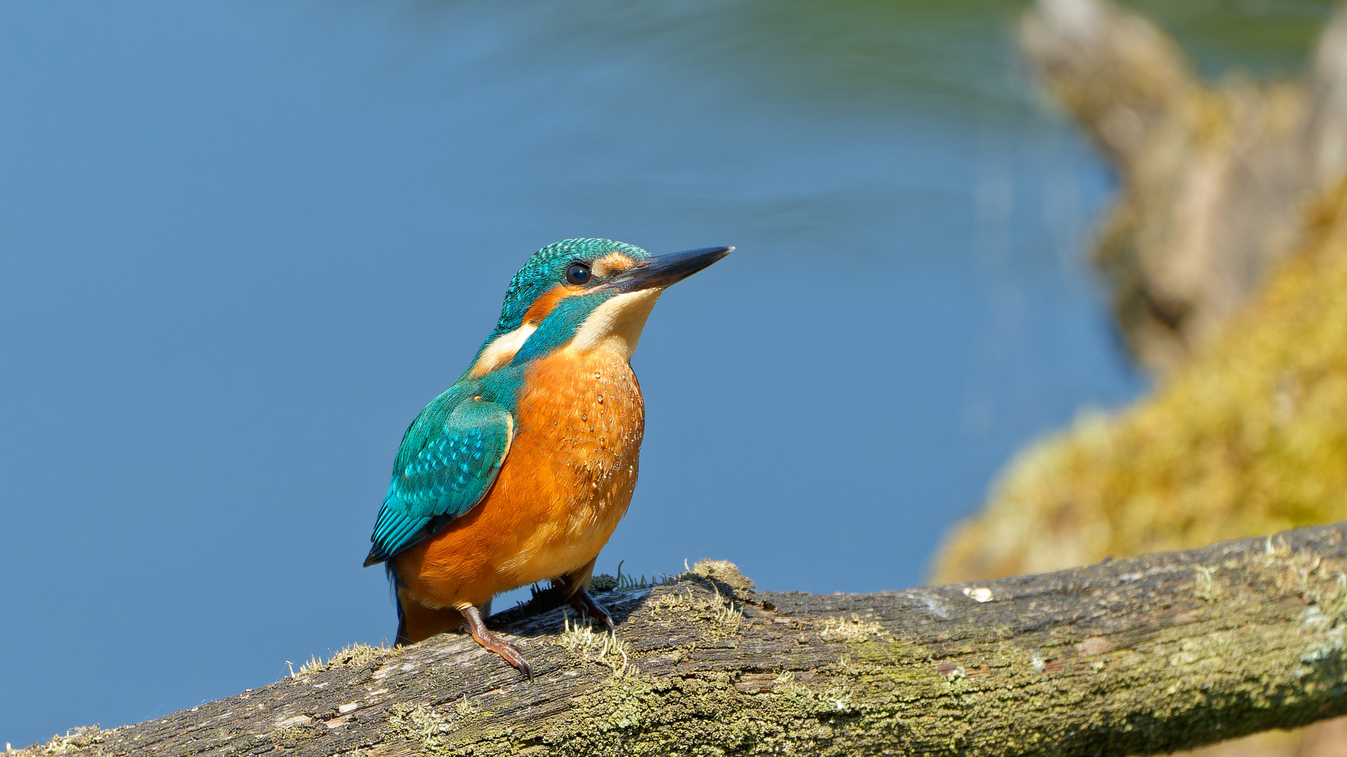 junger Eisvogel aus bester Nähe 2