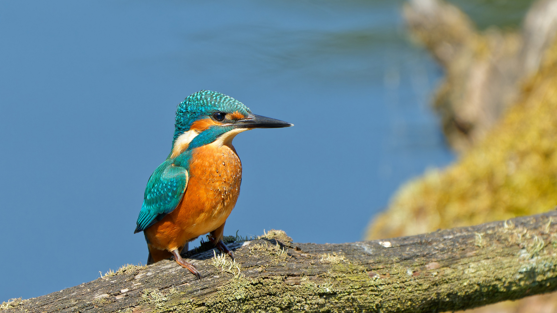 junger Eisvogel aus bester Nähe