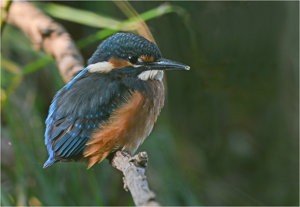 Junger Eisvogel