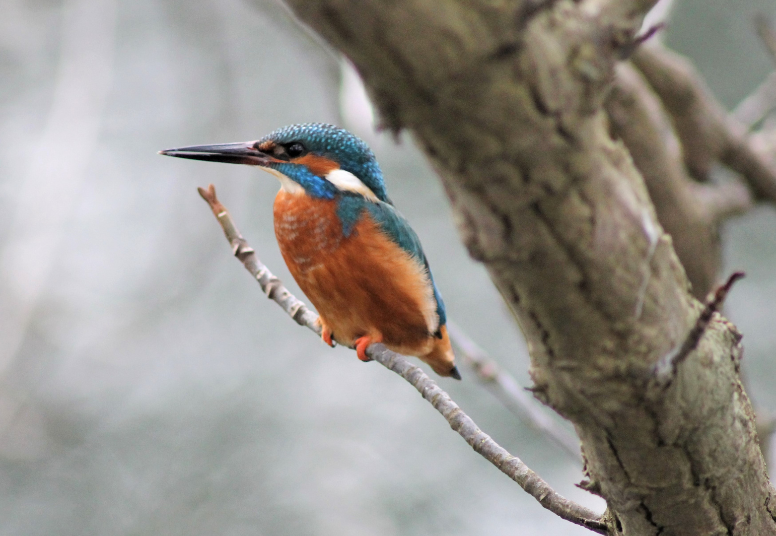 Junger Eisvogel