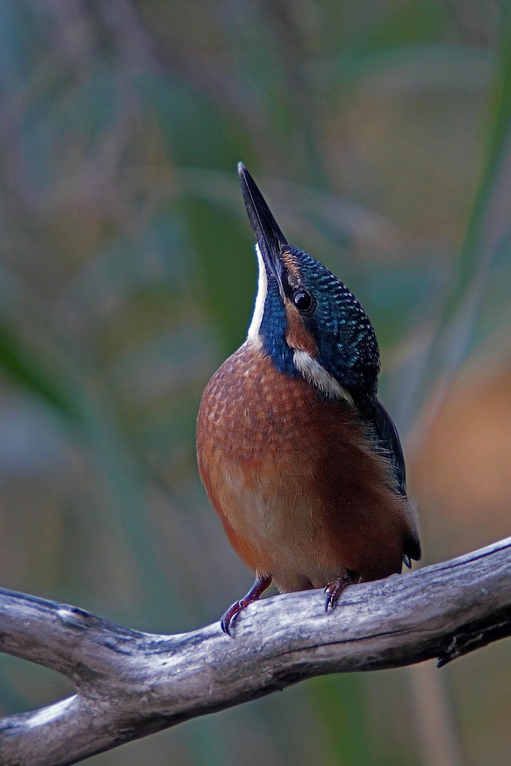 Junger Eisvogel