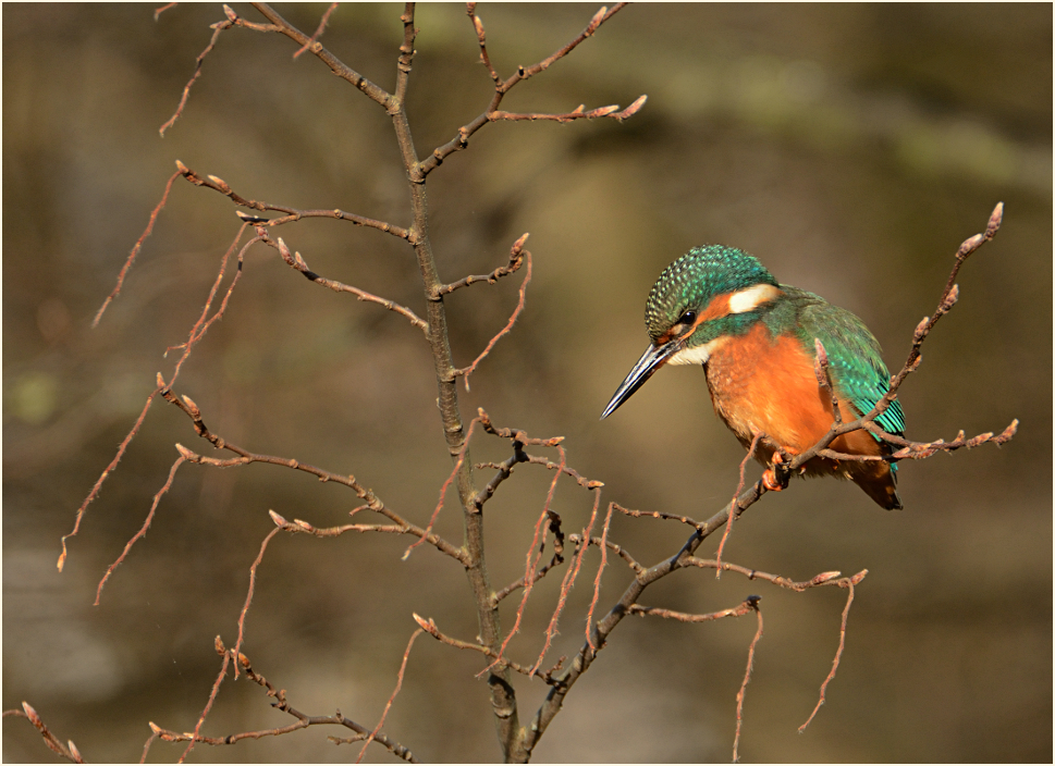 Junger Eisvogel