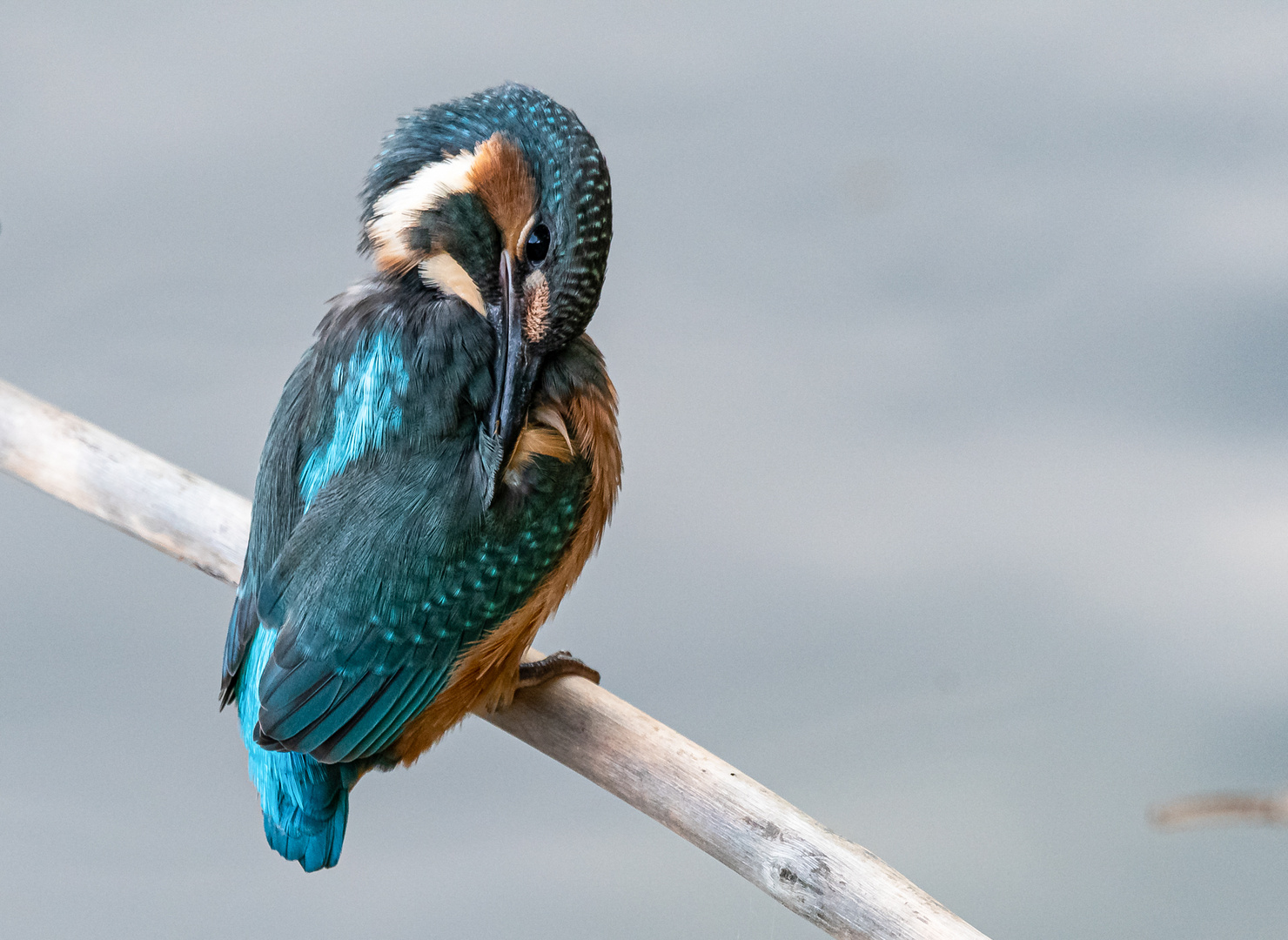 Junger Eisvogel bei der Gefiederpflege