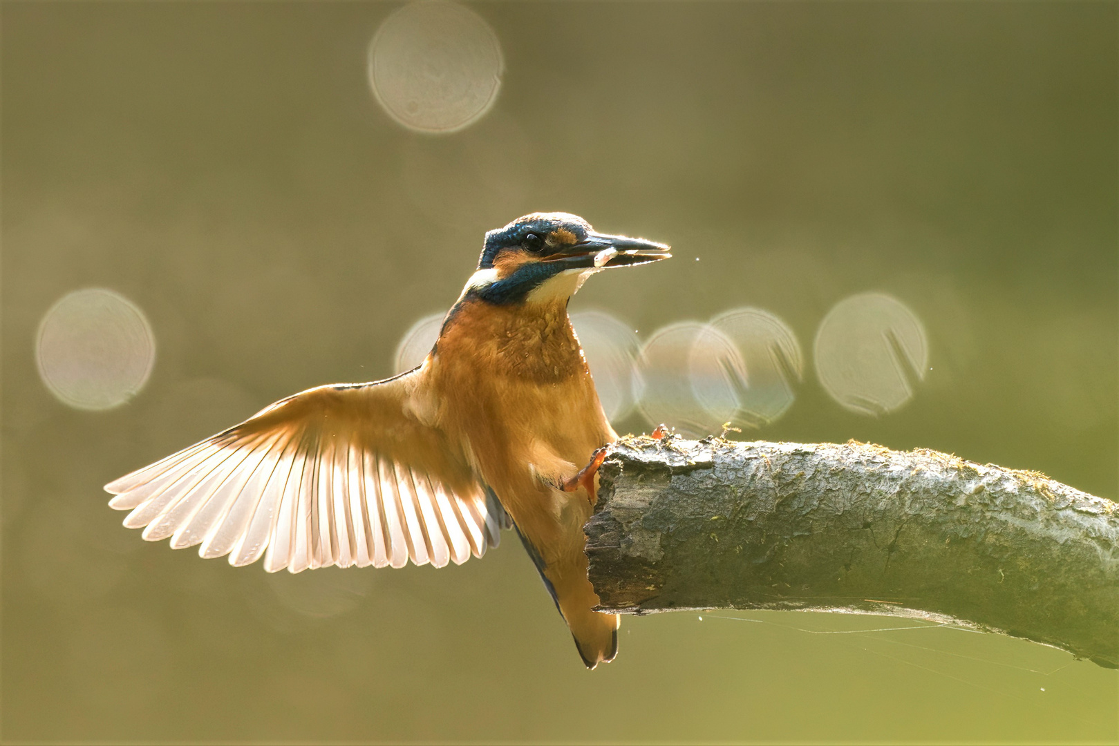 junger Eisvogel