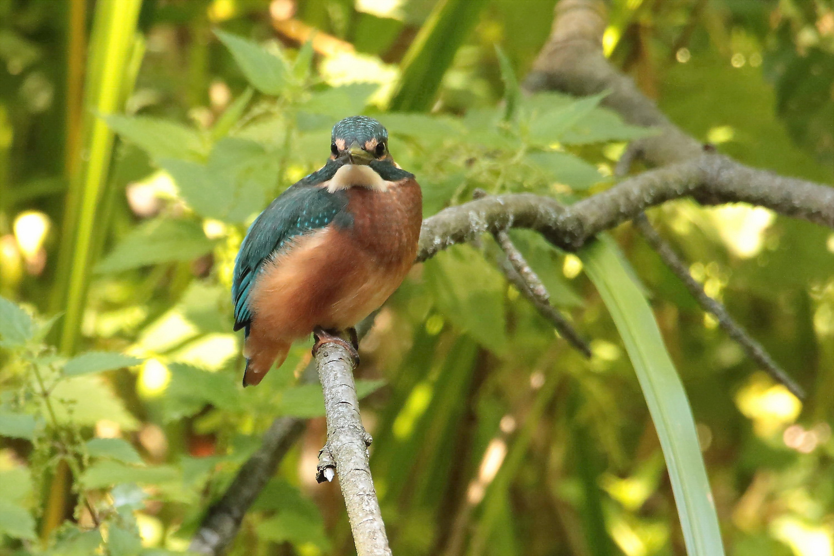 Junger Eisvogel