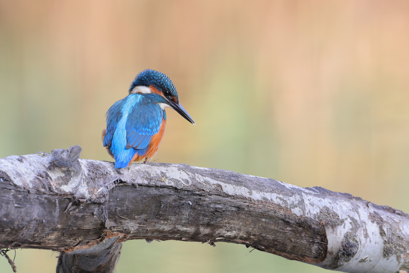 junger Eisvogel