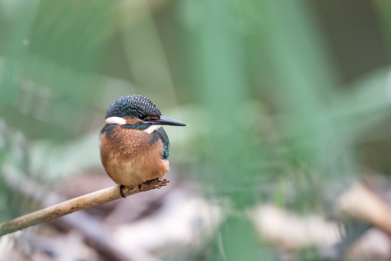 Junger Eisvogel