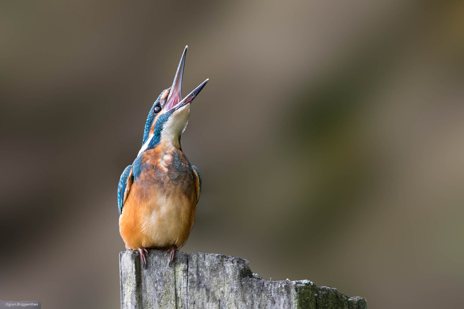 Junger Eisvogel