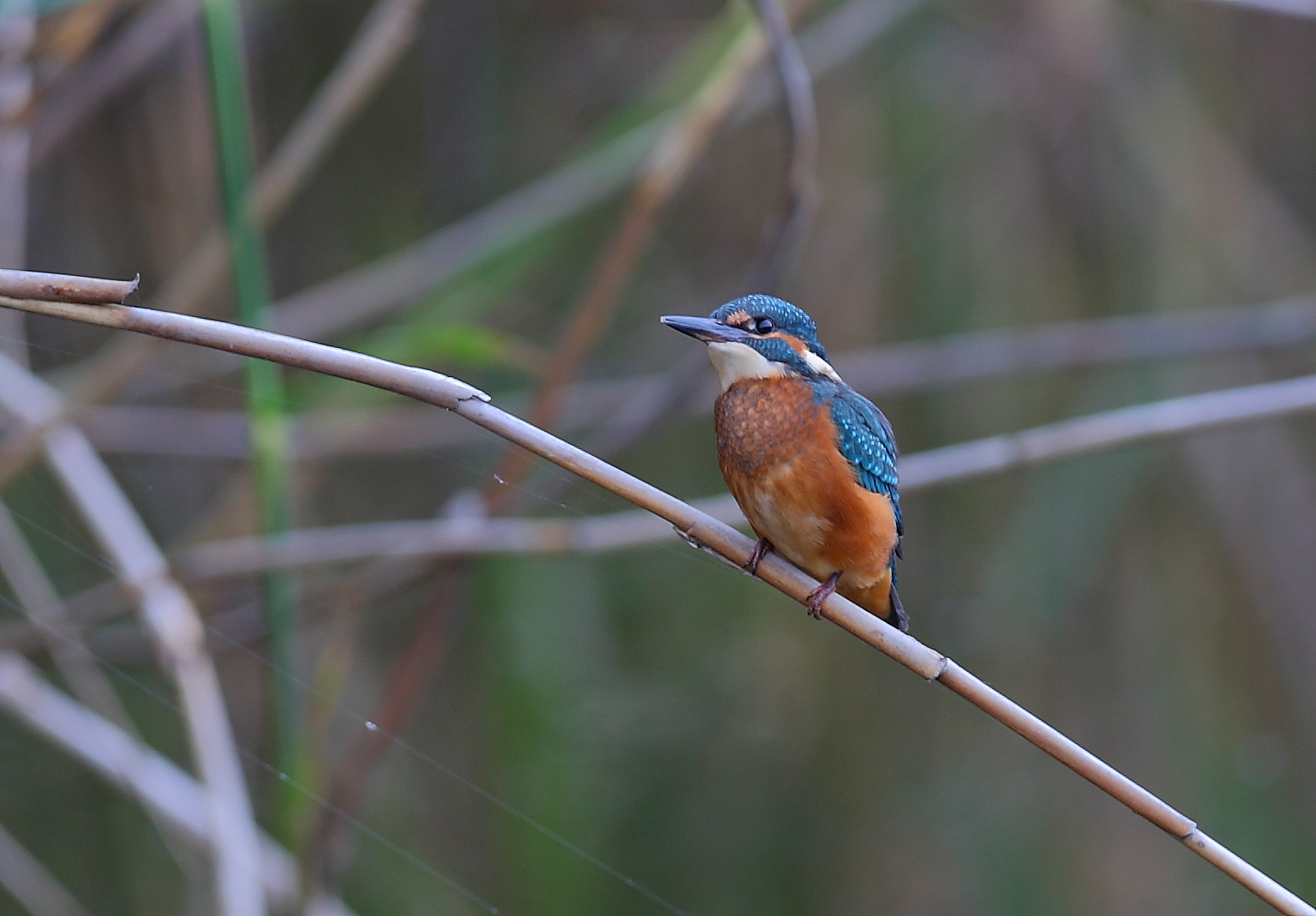 junger Eisvogel